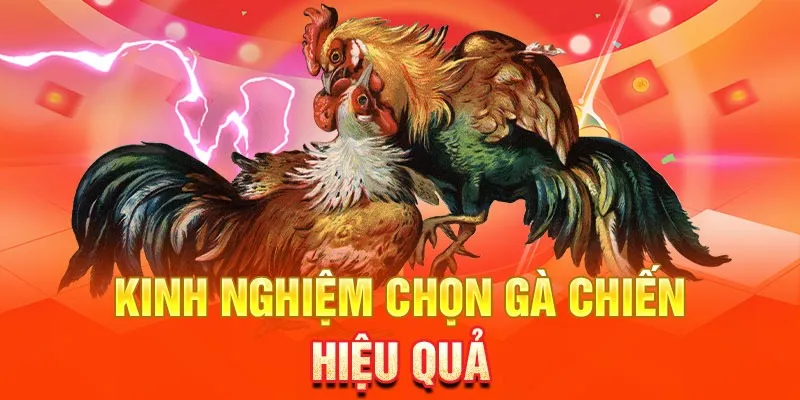 Chiến kê đá gà cựa dao – Cách chọn gà đấu chuẩn xác